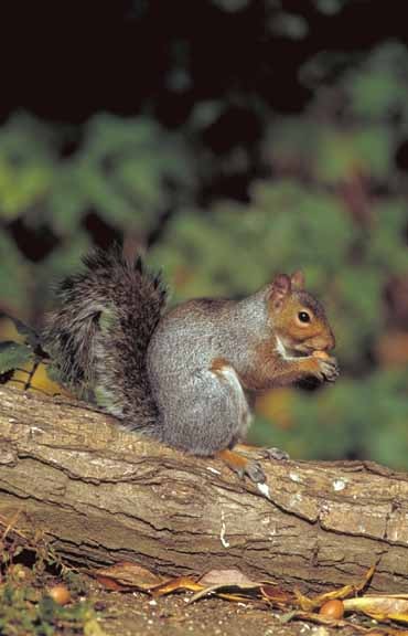 Grey Squirrel